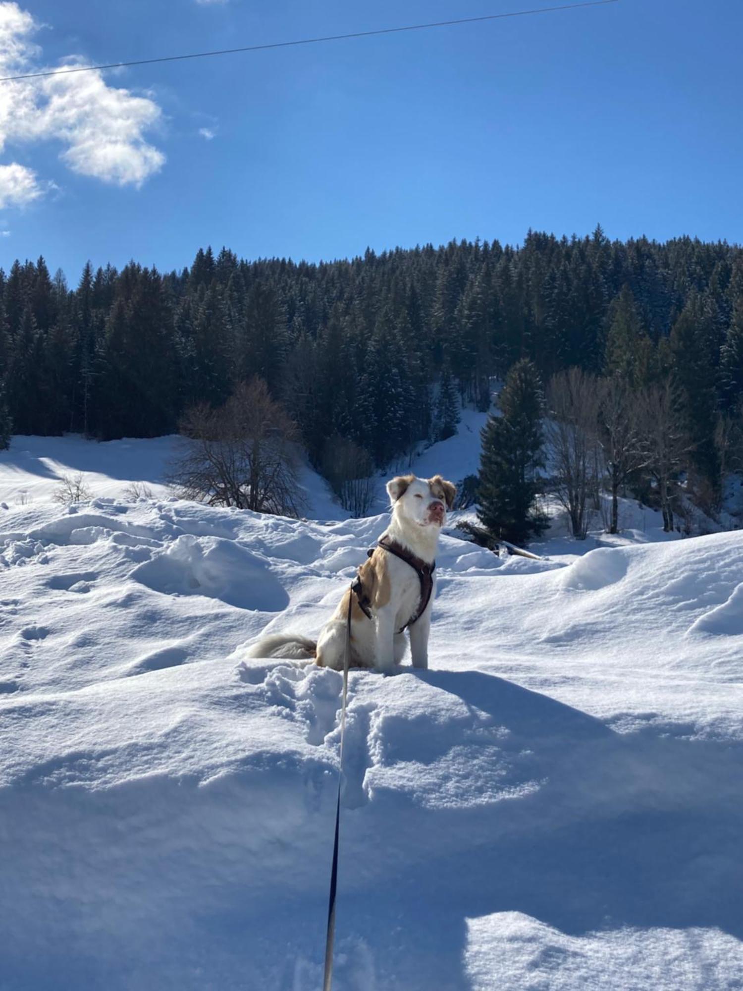 Apart Jasmin Flachau Kültér fotó